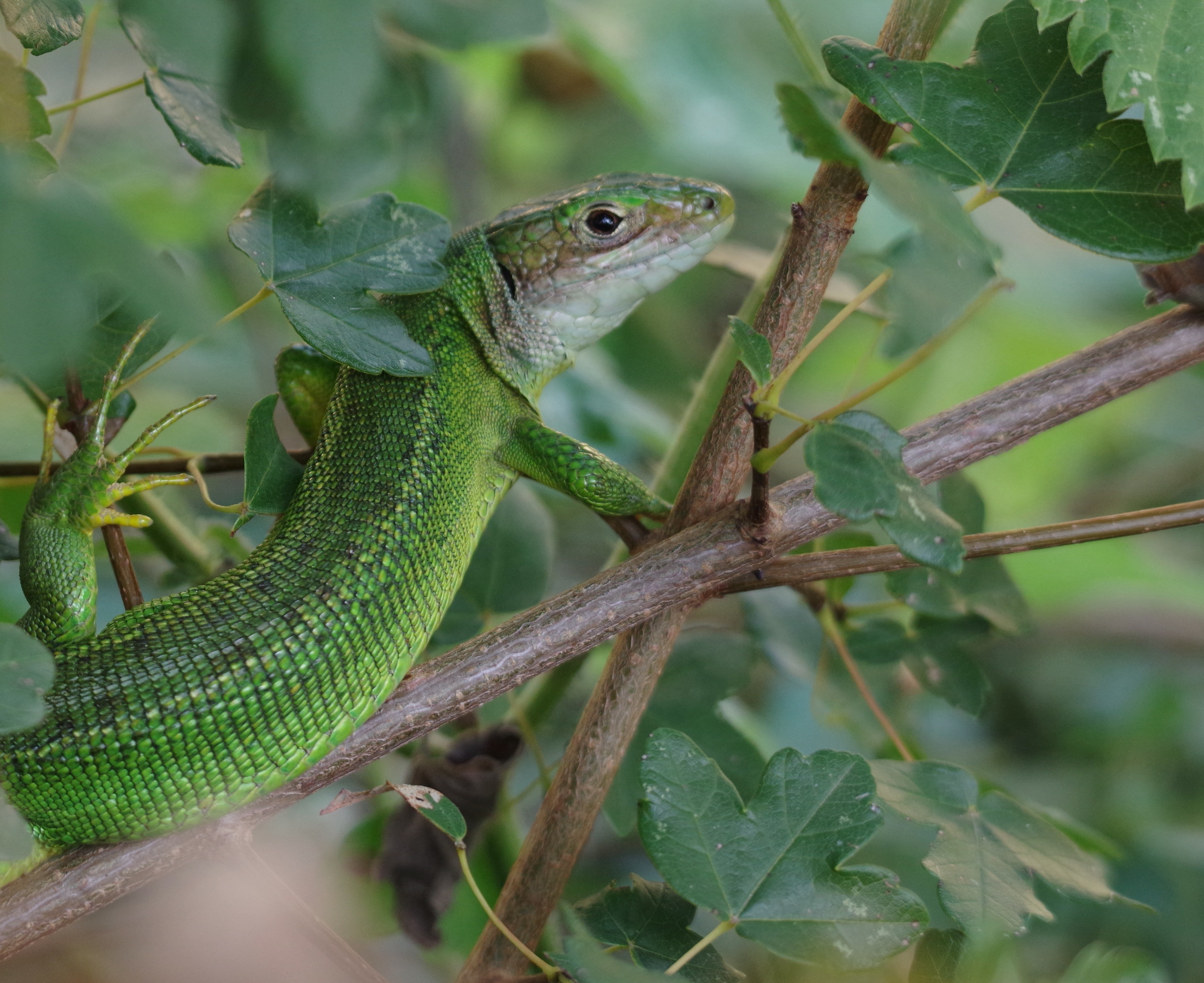 Lézard vert